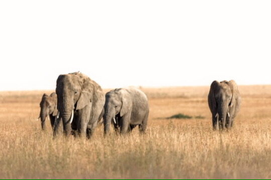 Going on safari with children