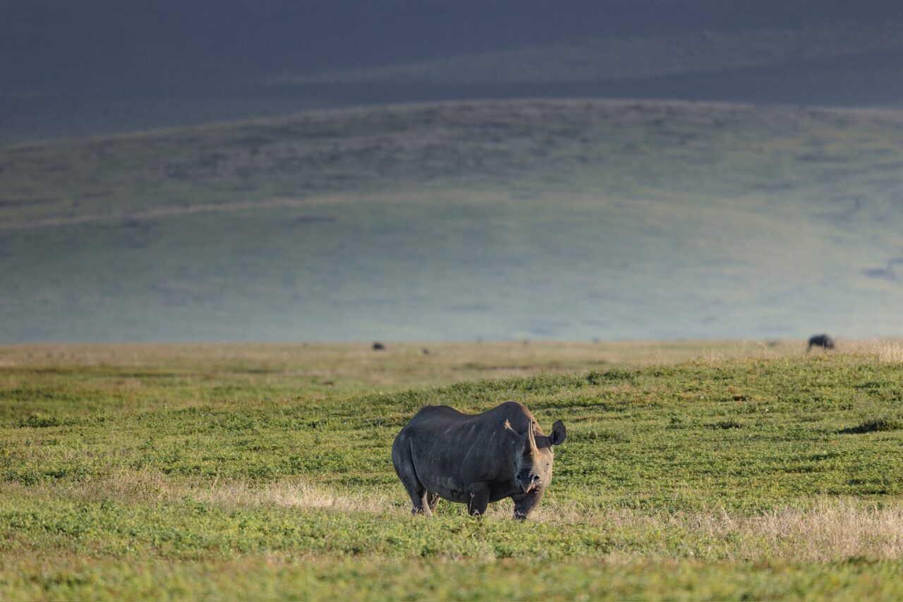 Black rhino on the green floor of the Ngorongoro Crater