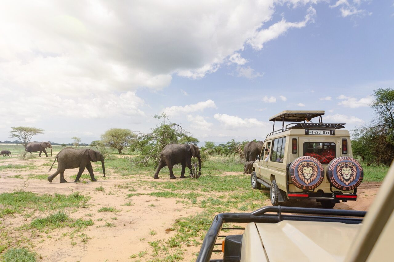 Serengeti Wakanda safari vehicle watching a herd of elephants cross