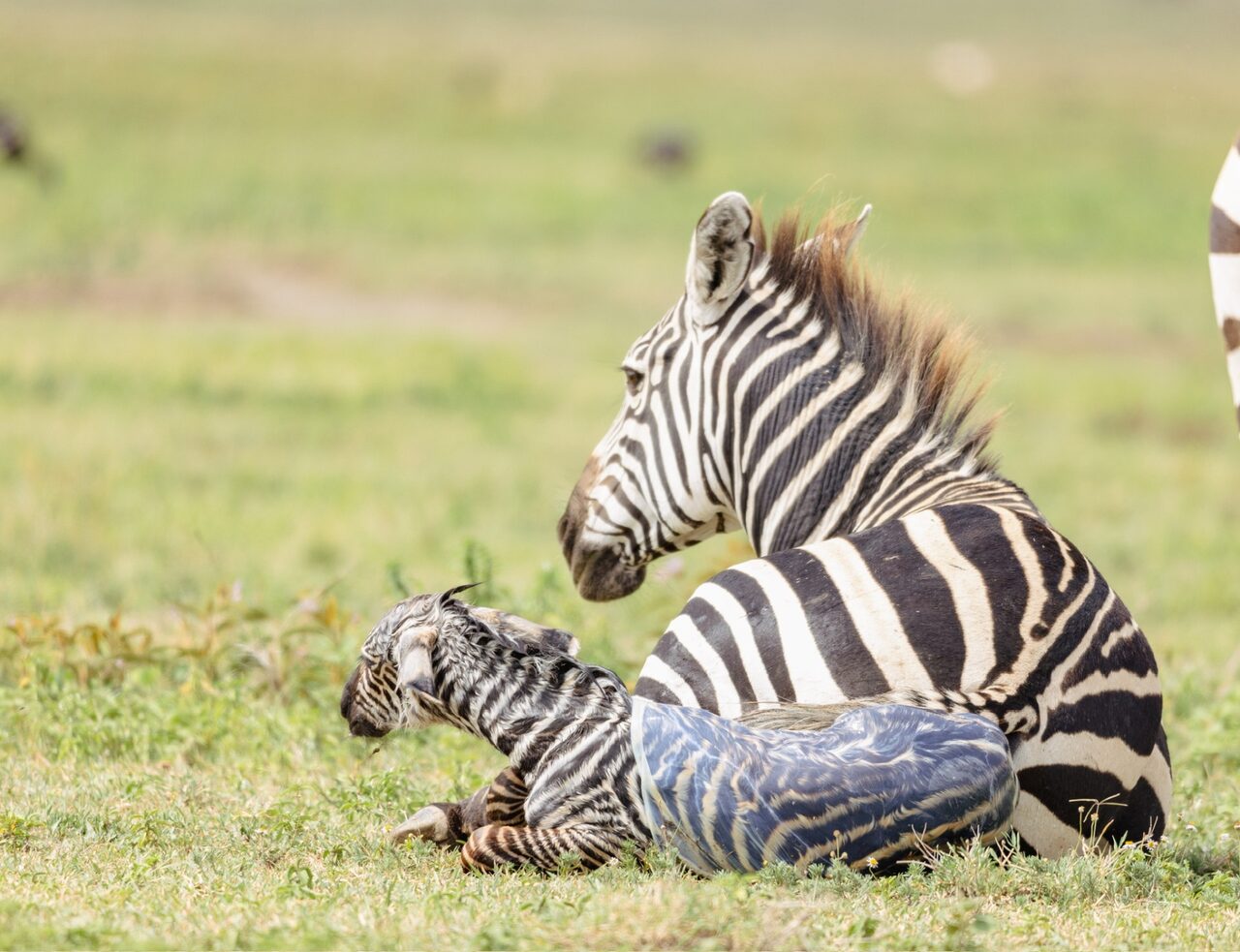 8-Day Serengeti Calving Safari, Midrange